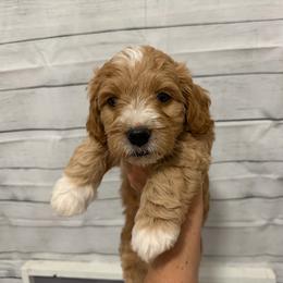 Romeo - Red  male Goldendoodle puppy in Bradenton, Florida from Christianna’s Mini Goldendoodles
