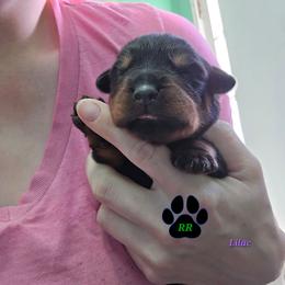 Lilac - Black and mahogany female Rottweiler puppy in Tangent, Oregon from Raya's Royals