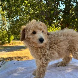 Willard - Cream male Aussiedoodle puppy in Oklahoma City, Oklahoma from Foneb Farm - The F1B Farm