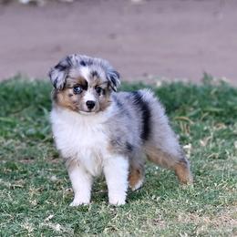 Liberty - Blue merle female Toy Australian Shepherd puppy in Wichita Falls, Texas from Shooting Stars Ranch Toy and Mini Aussies