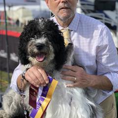 Betsy - Spanish Water Dog