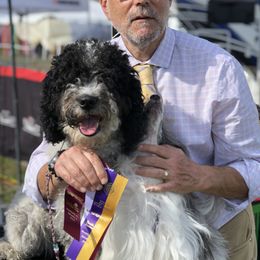 Betsy - Spanish Water Dog