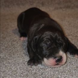 Eileen - Mantle female Great Dane puppy in Walker, Louisiana from La Rebel Danes