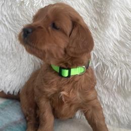 Maltipoo Puppies from Ollie-Pop Paws Breeding