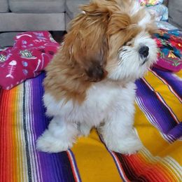 Shih Tzu Puppies from Jocelyn Burkey's Shih Tzus