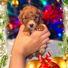 Holly - Red  female Goldendoodle puppy in Kissimmee, Florida from Poodle Doodle Kennels
