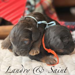 Landry - Sable and white male Cockapoo puppy in Alexandria, Alabama from Bright and Beautiful Cockapoos and Doodles