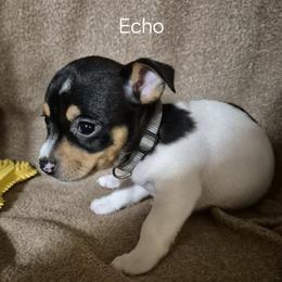 Echo - White and black female Teddy Roosevelt Terrier puppy in Murray, Kentucky from Froschwald German Shepherds and Xanadu Teddy Roosevelt Terriers