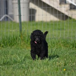 Poodle Puppies from D and D Standard Poodles