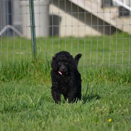 Poodle Puppies from D and D Standard Poodles