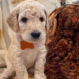 Goldendoodles from Peace,Love,and Doodles