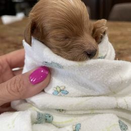 Goldendoodle Puppies from Angel’s Goldendoodle Pups