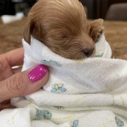 Goldendoodle Puppies from Angel’s Goldendoodle Pups