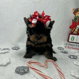 No white Female - Black and tan female Yorkshire Terrier puppy in Georgia from Nalley Kennels