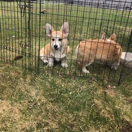 Archie - Red Pembroke Welsh Corgi puppy in Urbana, Ohio from Edgewood Farm and Kennel