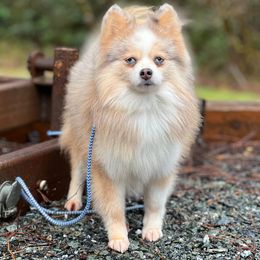 henry - Pomsky