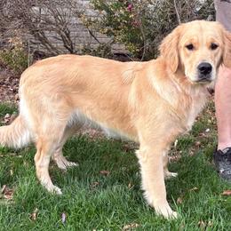 Golden Retriever puppies from Retriever Ranch