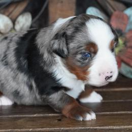 Blue Merle 1 - Blue merle female Miniature Australian Shepherd puppy in Lawton, Oklahoma from Lindsey’s Aussies
