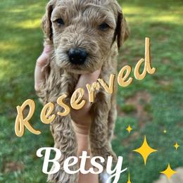 Betsy - Parti female Goldendoodle puppy in Gastonia, North Carolina from Crowders Creek Doodles