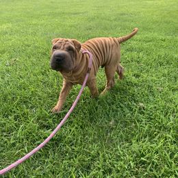 Chinese Shar-Pei and Pumi Puppies from Nixie Kennels