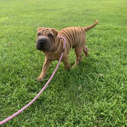 Chinese Shar-Pei and Pumi Puppies from Nixie Kennels