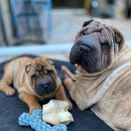 Dino - Chinese Shar-Pei
