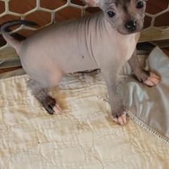 Hairless female 2 - Black female Xoloitzcuintli puppy in Gladstone, Virginia from Rustic Charms Miniature Huskys