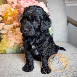 Iris (yellow collar) - Black female Goldendoodle puppy in Murrieta, California from Apricot Poodles & Goldendoodles, LLC