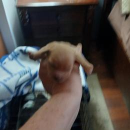 Pup 1 girl - Fawn female Chihuahua puppy in Madison, Wisconsin from Lynda Pups