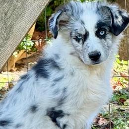 Cosmo - Blue merle male Miniature Australian Shepherd puppy in Patterson, North Carolina from DreamLine Aussies