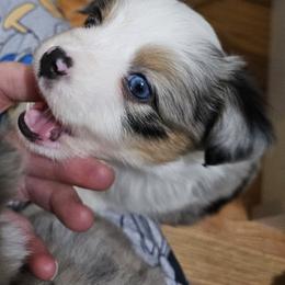 Miniature Australian Shepherd Puppies from Carter's Cuties