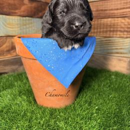 Chamomile - Black female Newfoundland puppy in Tully, New York from Bear Paw Newfoundlands