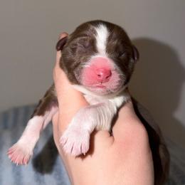 Winter - Red tri-color female Australian Shepherd puppy in Anniston, Alabama from All Hale Aussies
