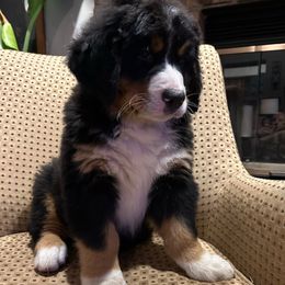 Green Male Puppy - Black rust and white male Bernese Mountain Dog puppy in Toledo, Ohio from Baby Berners