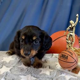 Norm (AKC) - Black and tan male Dachshund puppy in Valley Springs, California from River Breeze Dachshunds