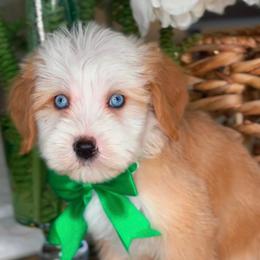 Dior - Red male Bernedoodle puppy in West Jordan, Utah from Doodles Friend