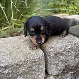 Maya - Black and tan female Dachshund puppy in Oregon from Bailey’s Dachshunds