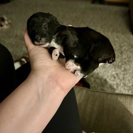 Yorkipoo Puppies from Bayless Yorkiepoos