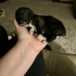 Yorkipoo Puppies from Bayless Yorkiepoos