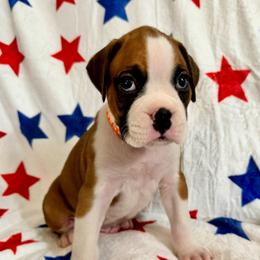 Mr Orange - Fawn male Boxer puppy in Palm Coast, Florida from Starlight Boxer Corner