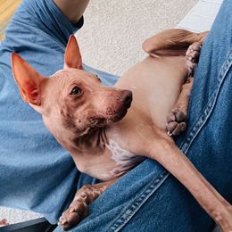 Huck - Chocolate male American Hairless Terrier puppy in Sacramento, California from Gold Rush Kennels
