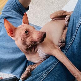 Huck - Chocolate male American Hairless Terrier puppy in Sacramento, California from Gold Rush Kennels