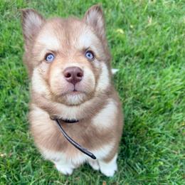 Conrad (Black Collar) - Red and white male Siberian Husky puppy in Warwick, Rhode Island from Young Orchard Siberians
