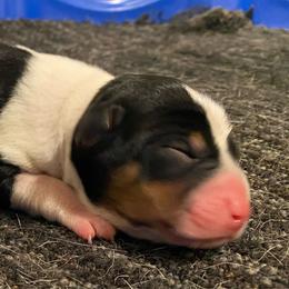 Girl 1 - White black and tan female Rat Terrier puppy in Iowa Falls, Iowa from Hawthorne Terriers