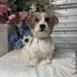 Paisley - Yorkshire Terrier