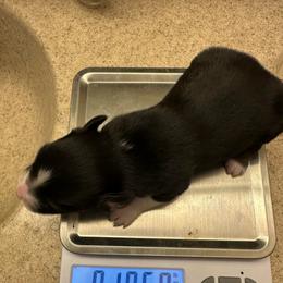BTF 1 - Black tri female Miniature Australian Shepherd puppy in Shepherd, Montana from Beartooth Mountain Minis