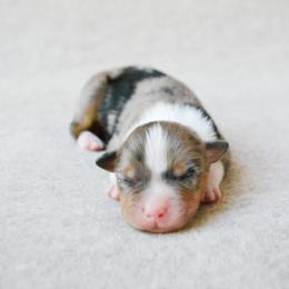 Wrangler - Blue merle male Australian Shepherd puppy in Aberdeen, North Carolina from Huckleberry Hill Aussies LLC.