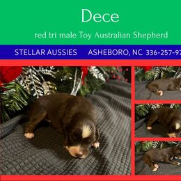 Dece - Red tri male Toy Australian Shepherd puppy in Asheboro, North Carolina from Stellar Aussies