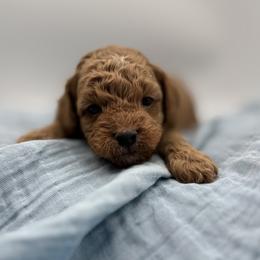 Kash - Chocolate and white male Havapoo puppy in Loveland, Colorado from Littledoodles2love