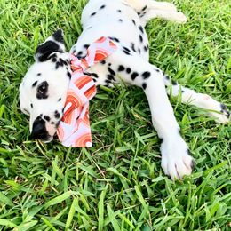 Dalmatian Puppies from Sublime Dalmatians